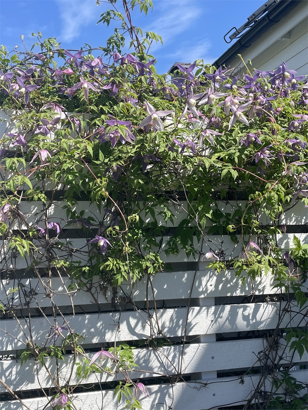 Burgsvik - Våradonisvägen 5D – bild 22
