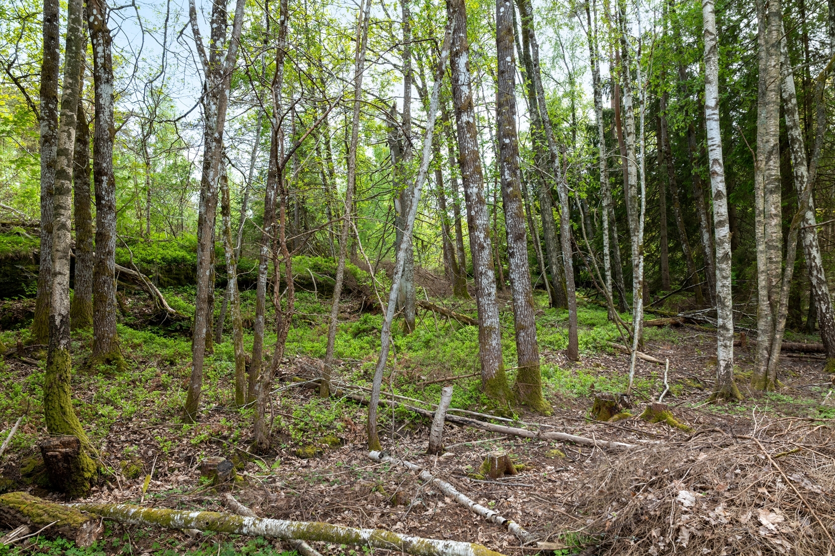 Klevedal 374 – bild 8