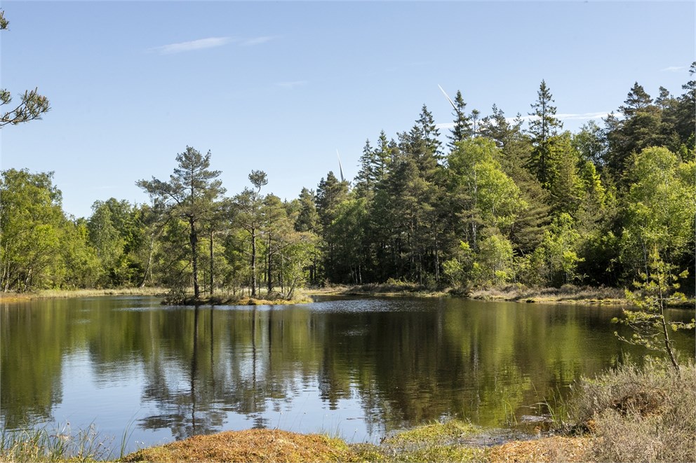 Skogsmark, Västra derome 5:3