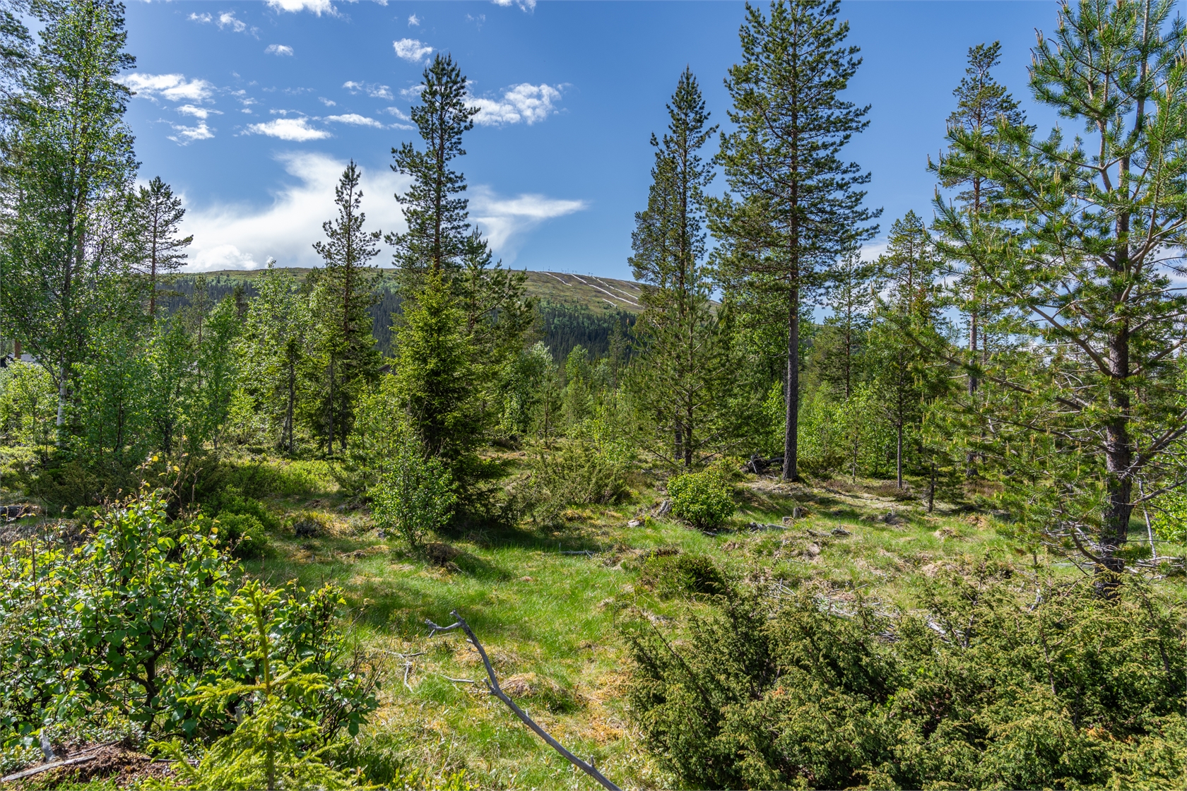 Björnvägen 22