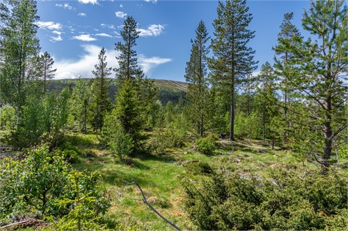 Björnvägen 22