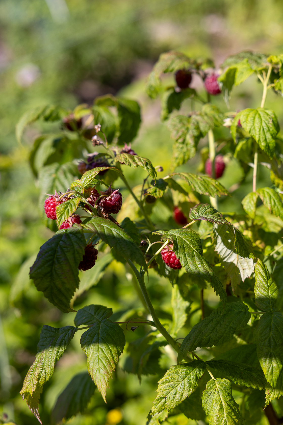 Gökblomstervägen 18 – bild 18
