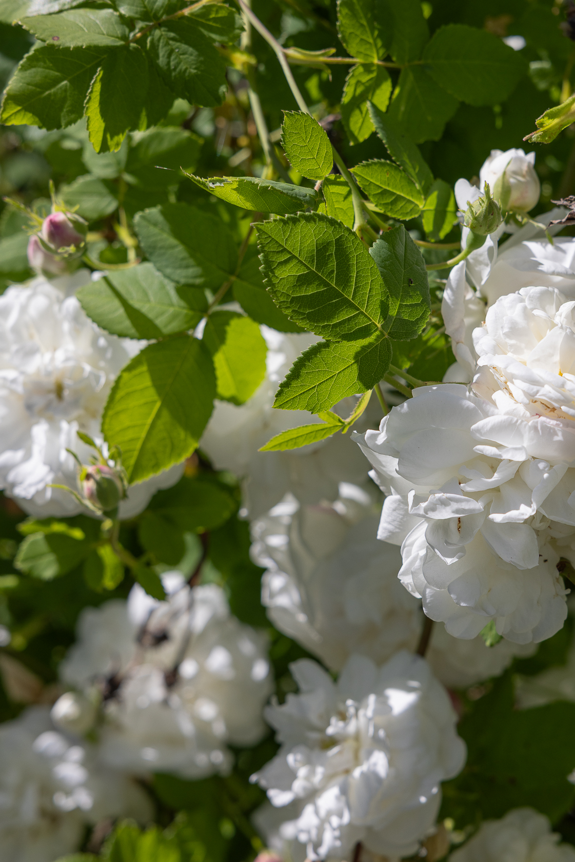 Gökblomstervägen 18 – bild 19