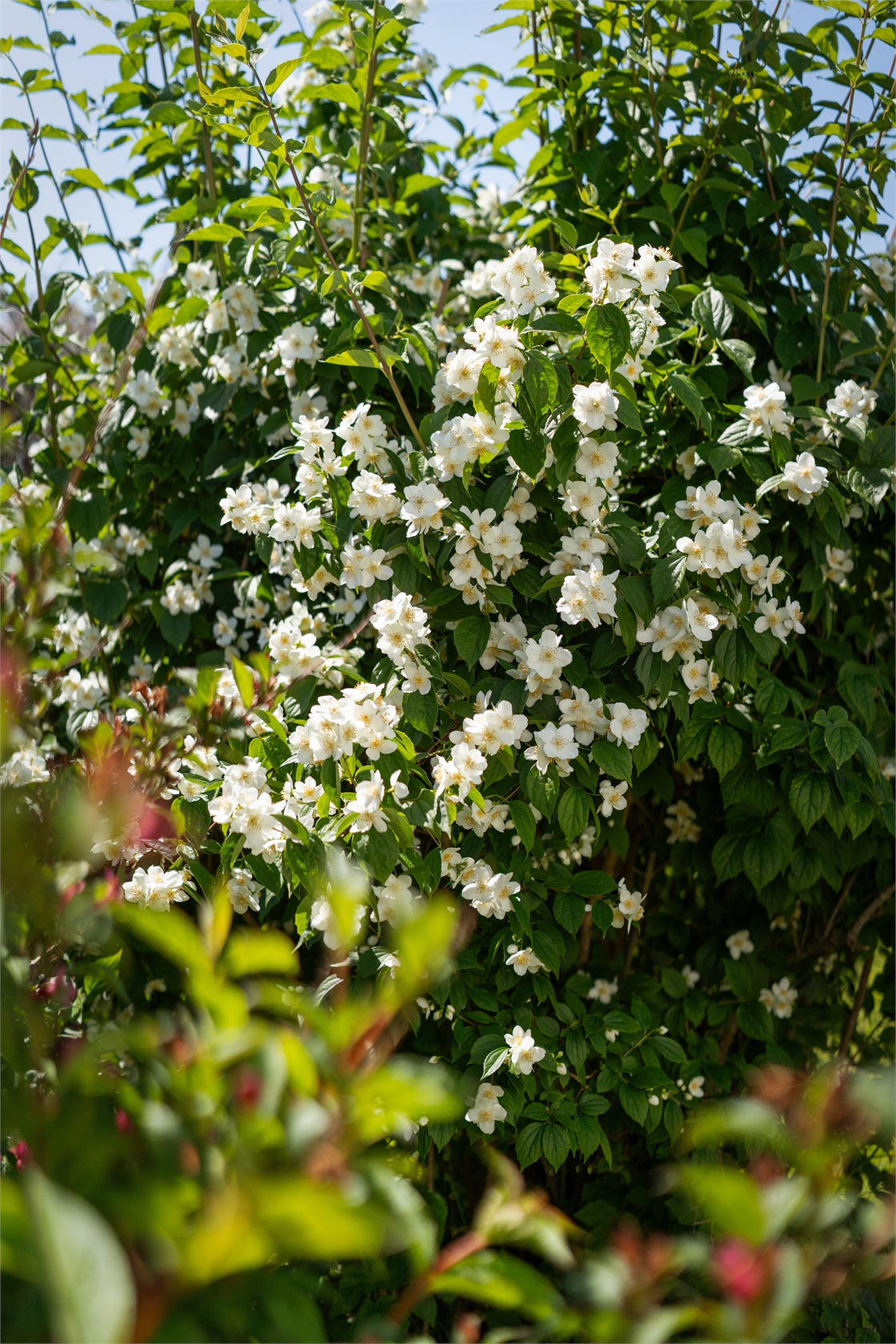 Spekeröds Apleröd 205 – bild 32
