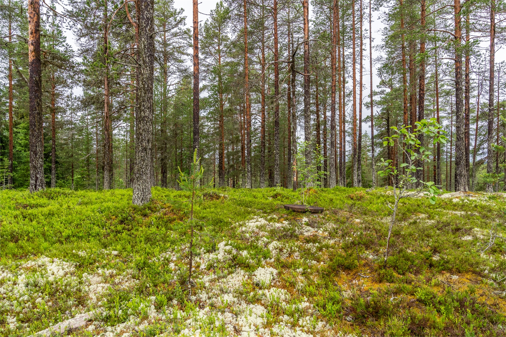 Tomt i Grötholen – bild 3