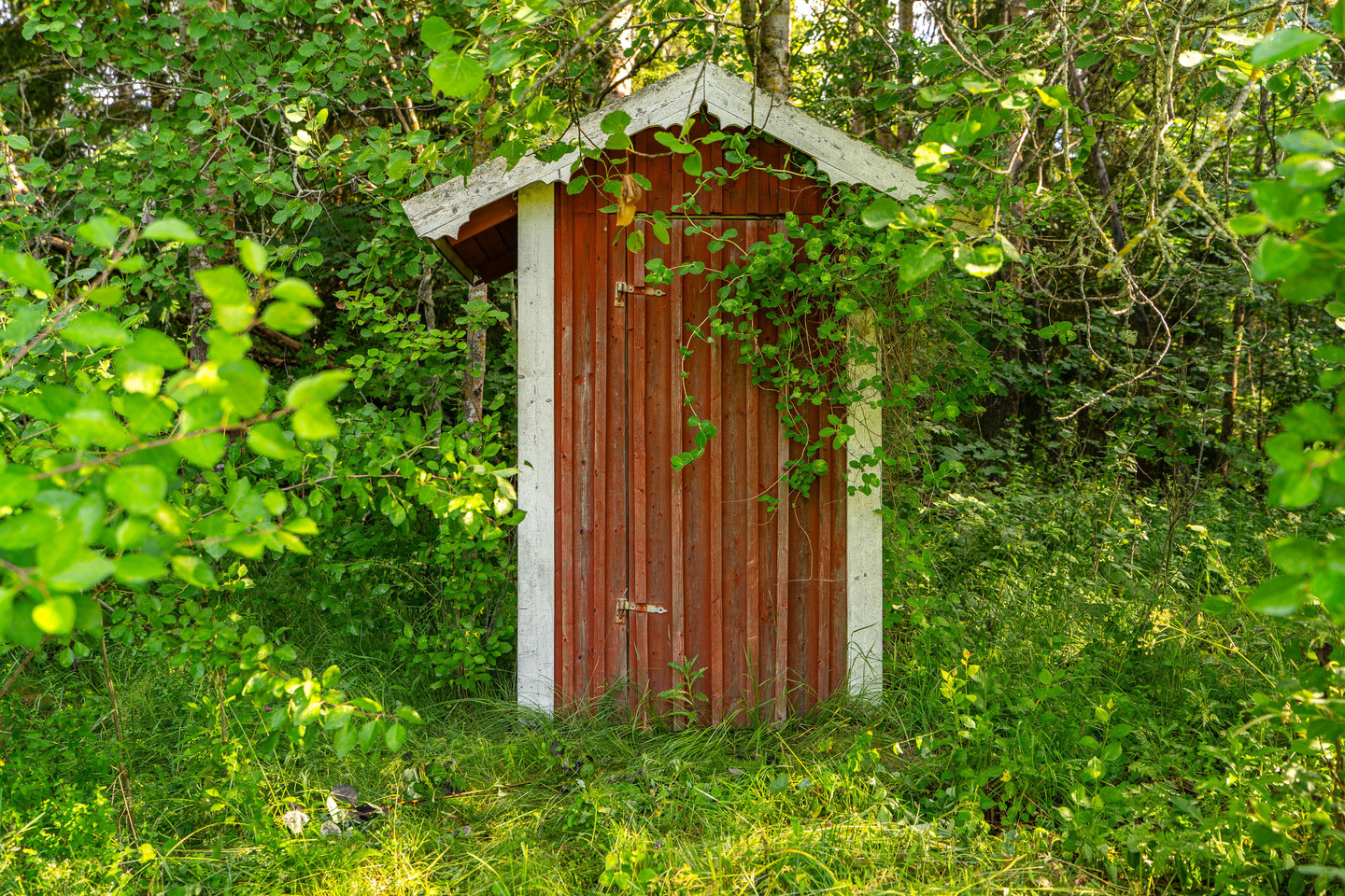 Kättslinge 302 – bild 37