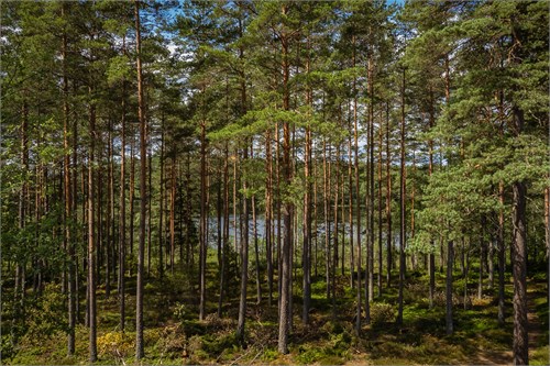Del av Nässjö Horsnäs 1:11 