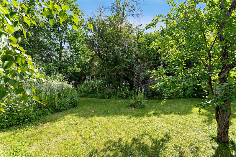 Trädgård 