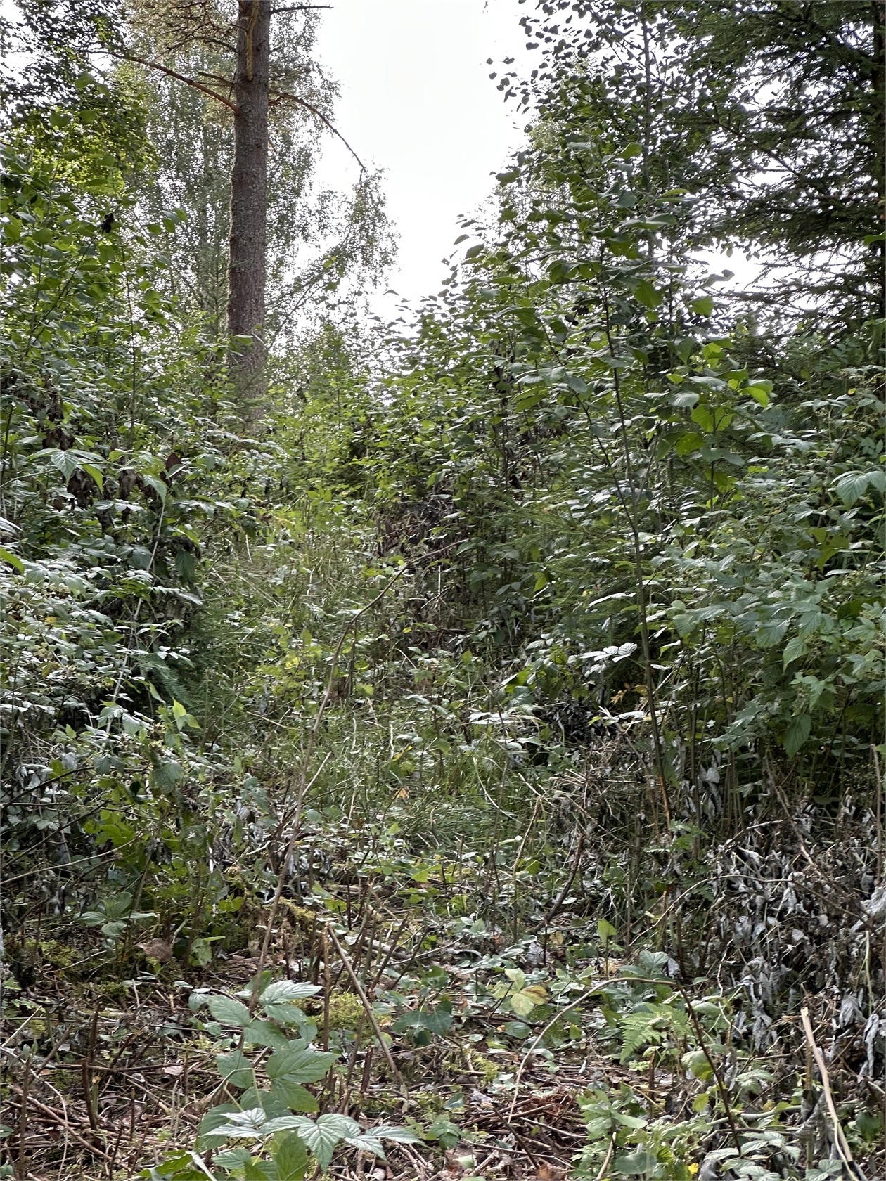 Stallarebyn Torptjärn 1 – bild 25