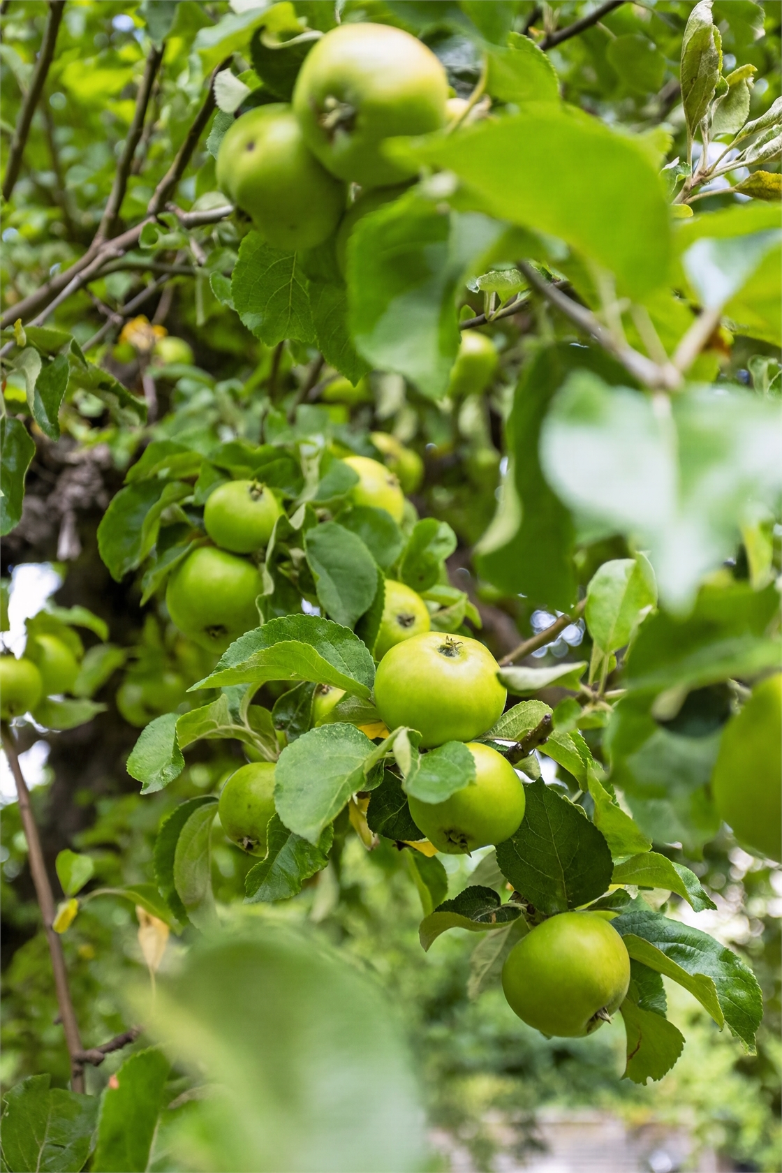 Stora Allén 19a – bild 15