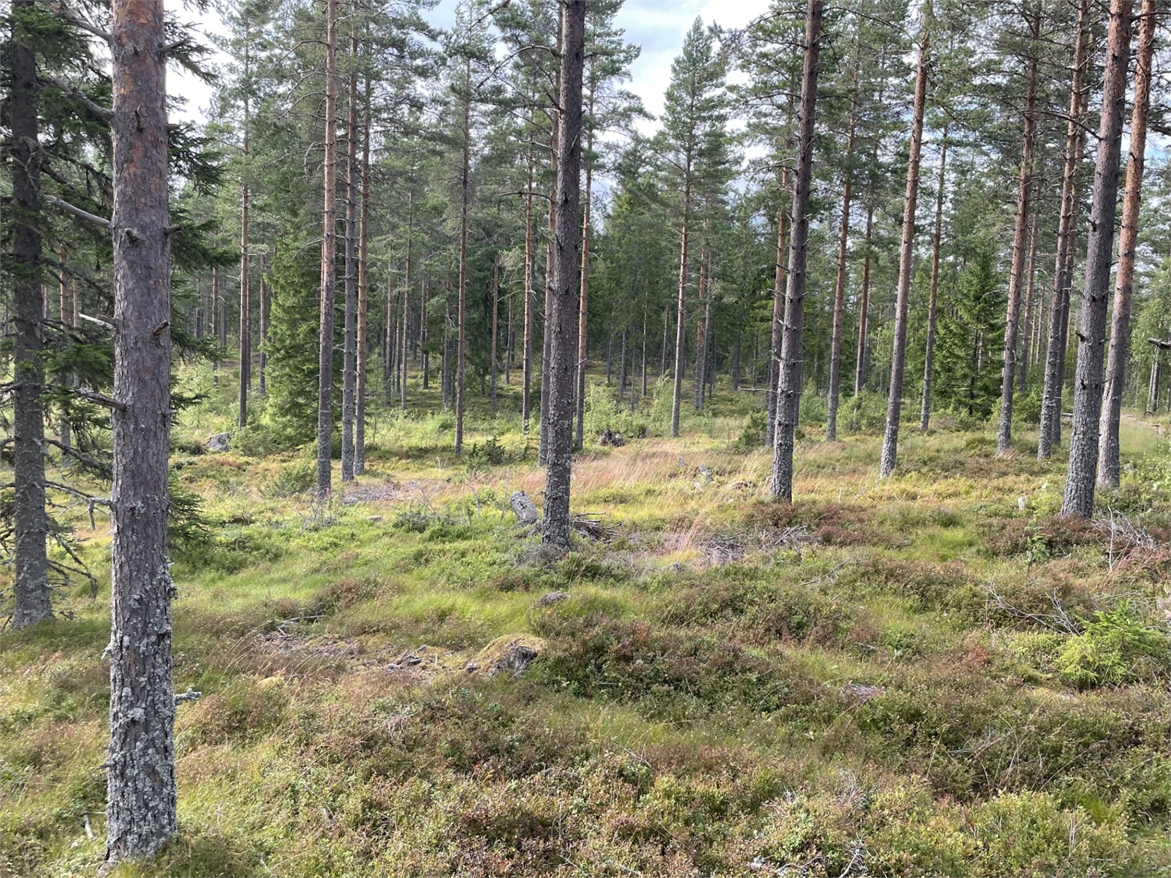 Skogsfastighet Boseberg 1:24 – bild 3