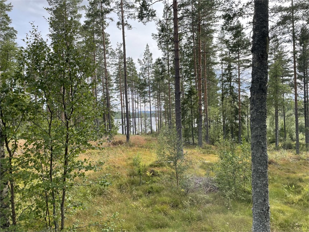 Skogsfastighet Boseberg 1:24