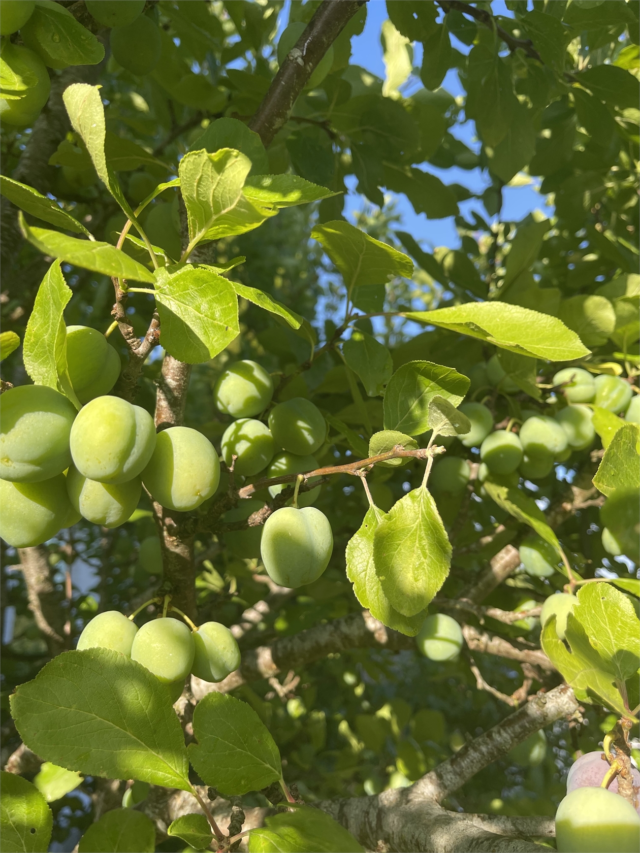 Krokusvägen 3B – bild 59