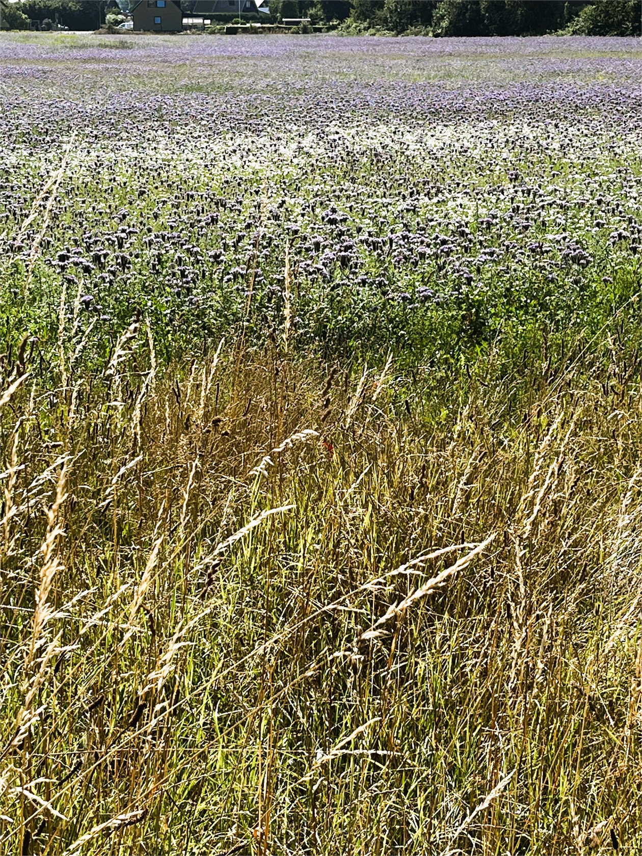 Gamla kyrkvägen 20, Malmövägen 88 – bild 45