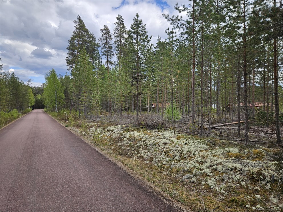 Furudal Skogsstigen