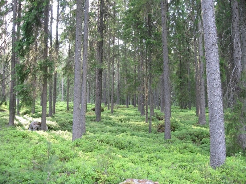 Munkerud