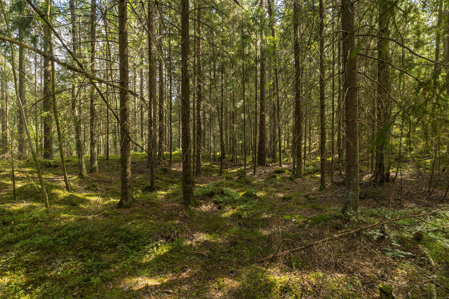 Missveden Annedal 1 – bild 40