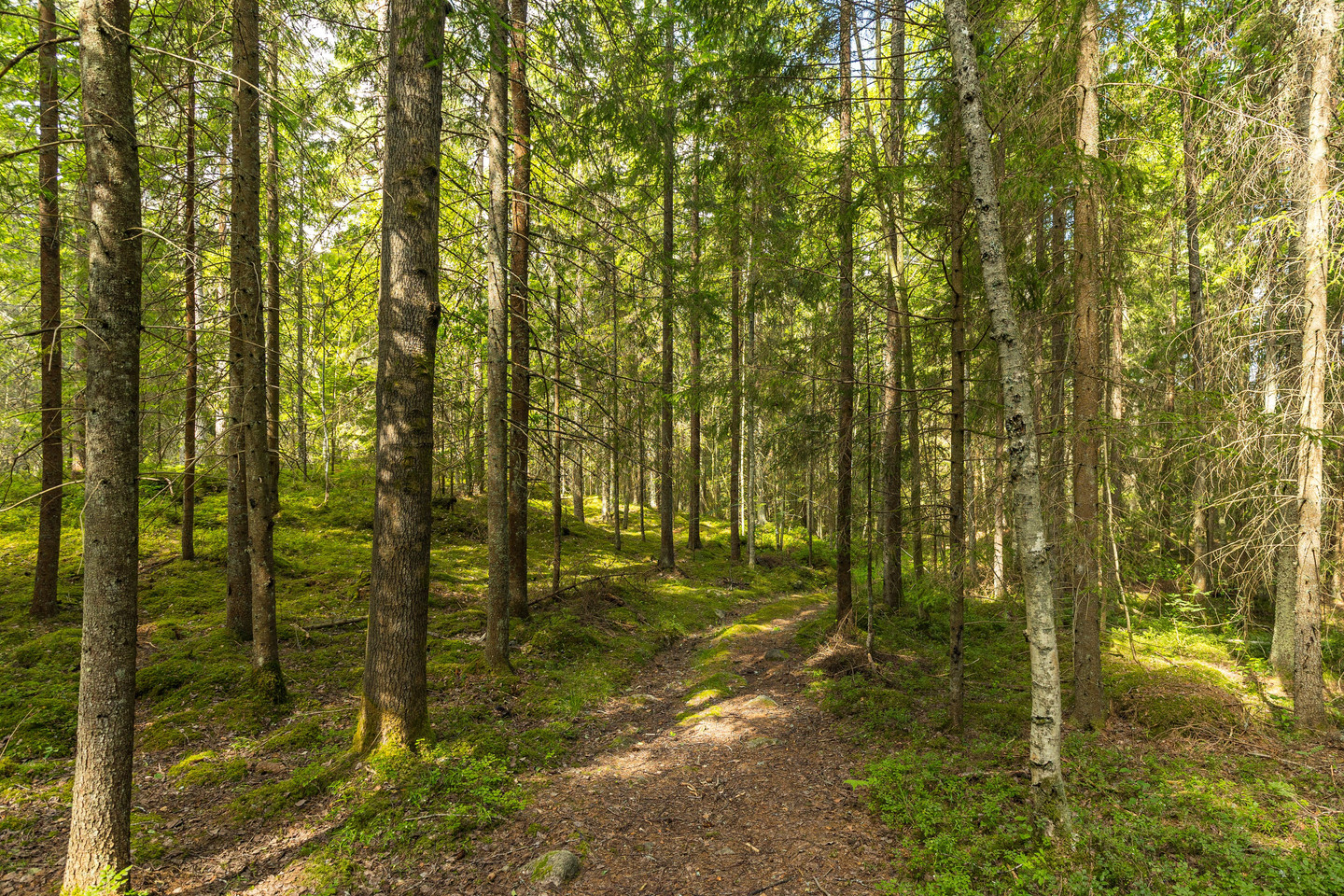 Missveden Annedal 1 – bild 41