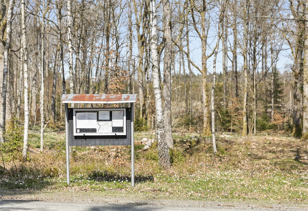 Strandböke 5469