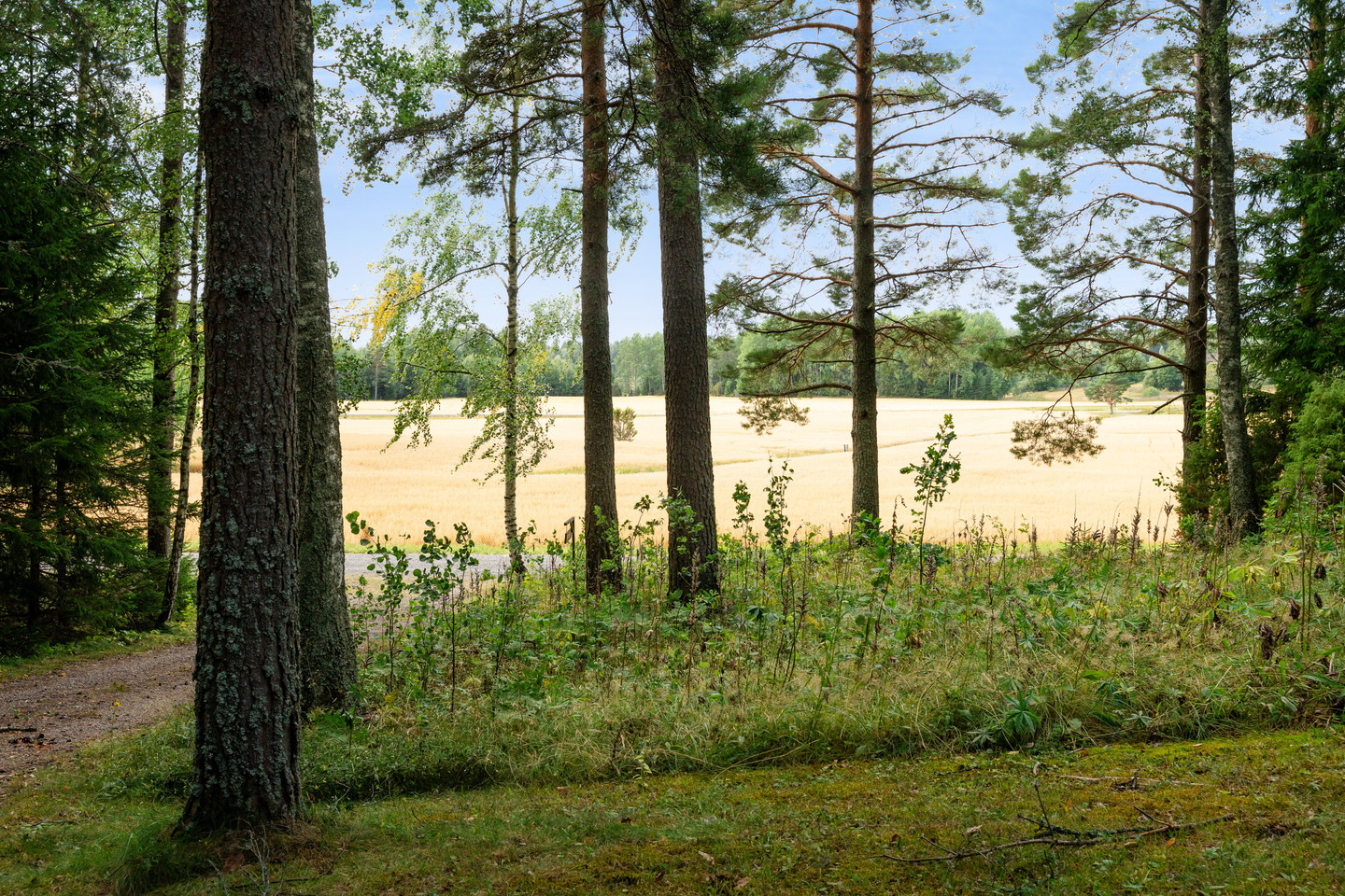 Spässlanda Slätta – bild 41