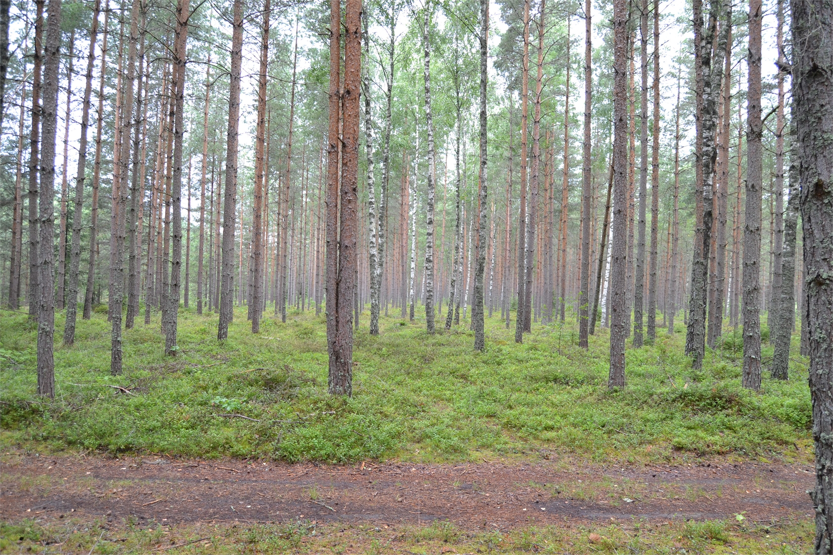 Rud område 2, 6 och 7 – bild 14