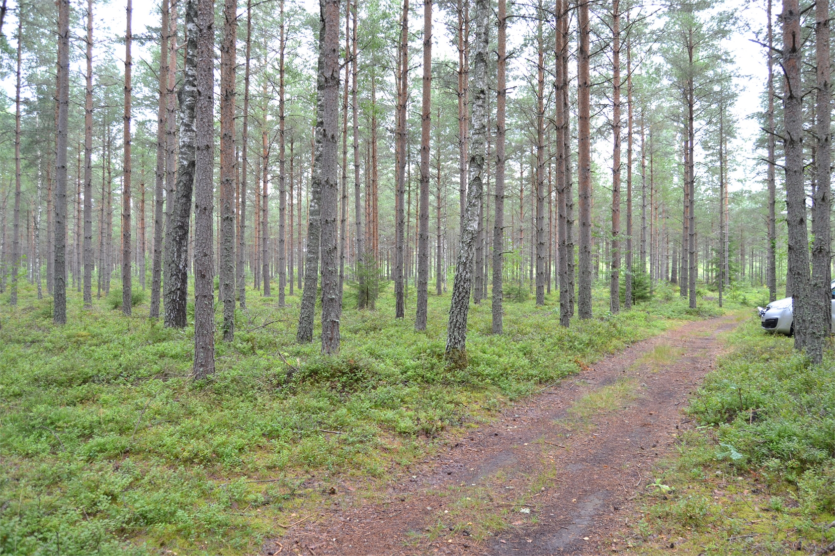 Rud område 2, 6 och 7 – bild 15