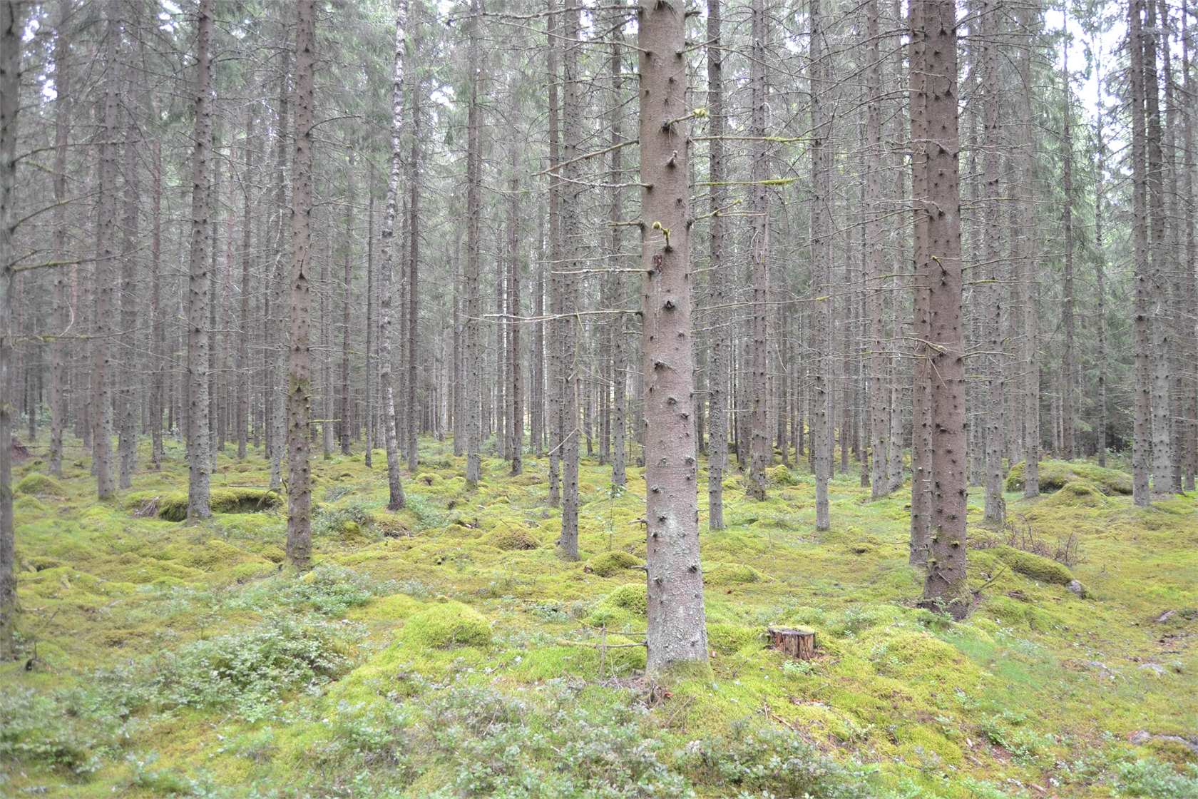 Rud område 2, 6 och 7 – bild 1