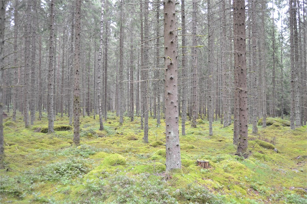 "Hemskifte" område 6