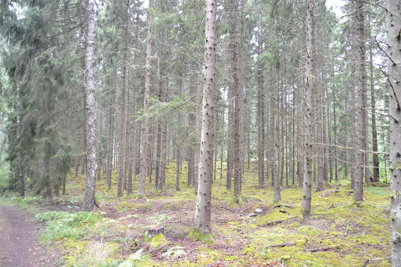 Rud område 2, 6 och 7 – bild 3