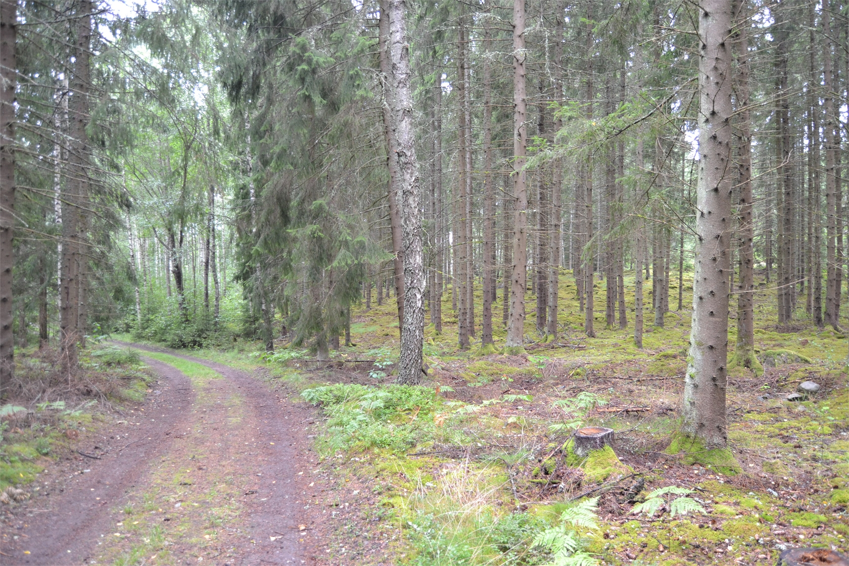 Rud område 2, 6 och 7 – bild 4