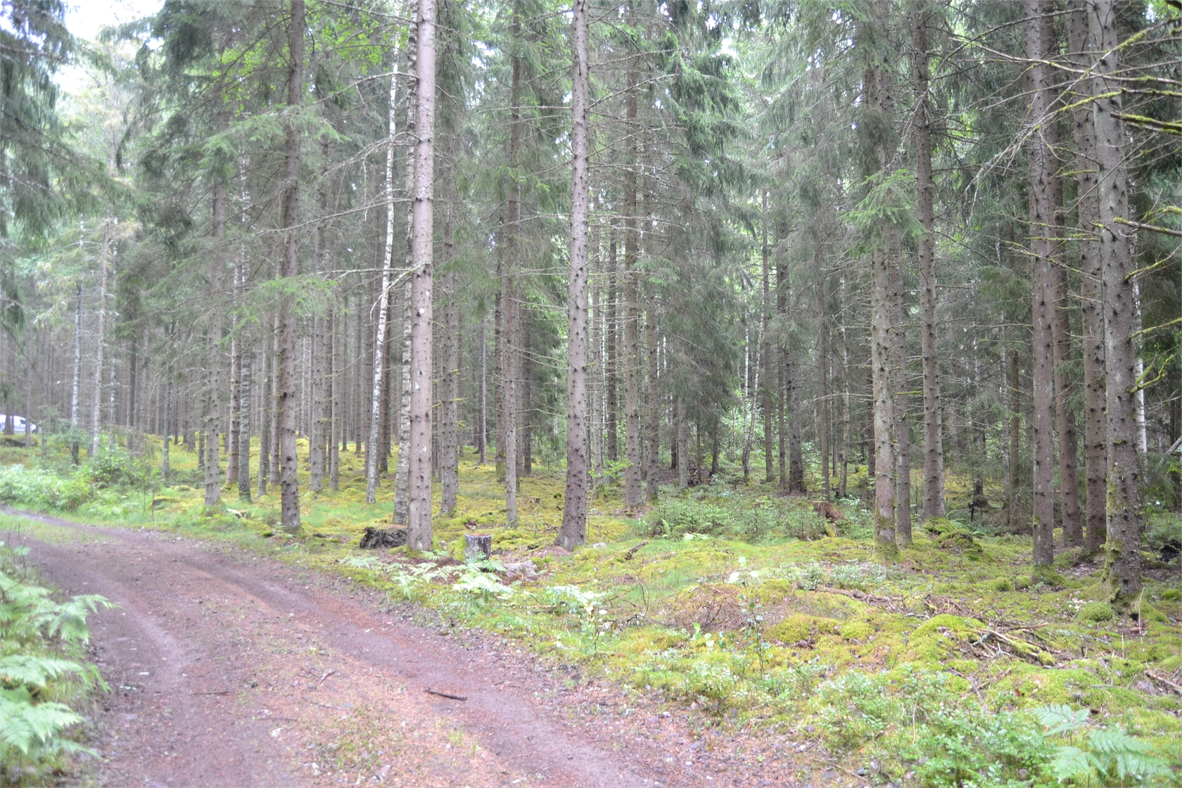 Rud område 2, 6 och 7 – bild 5