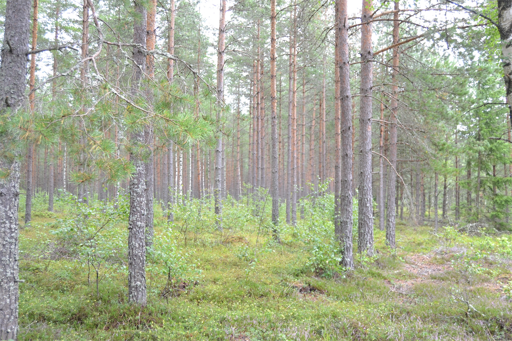Rud område 2, 6 och 7 – bild 7