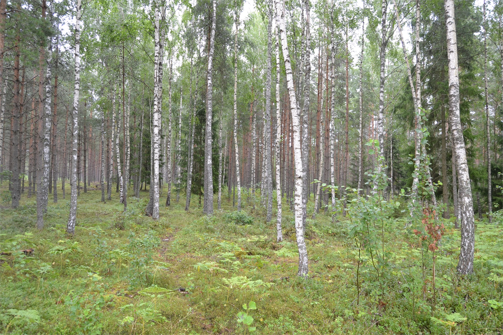 Rud område 2, 6 och 7 – bild 11