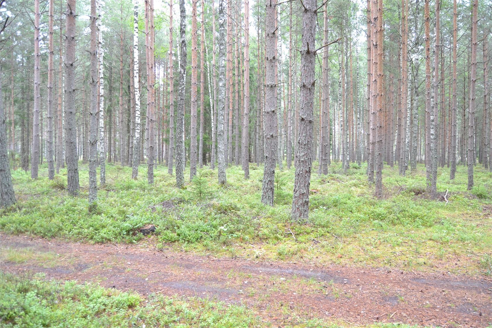 Rud område 2, 6 och 7 – bild 13
