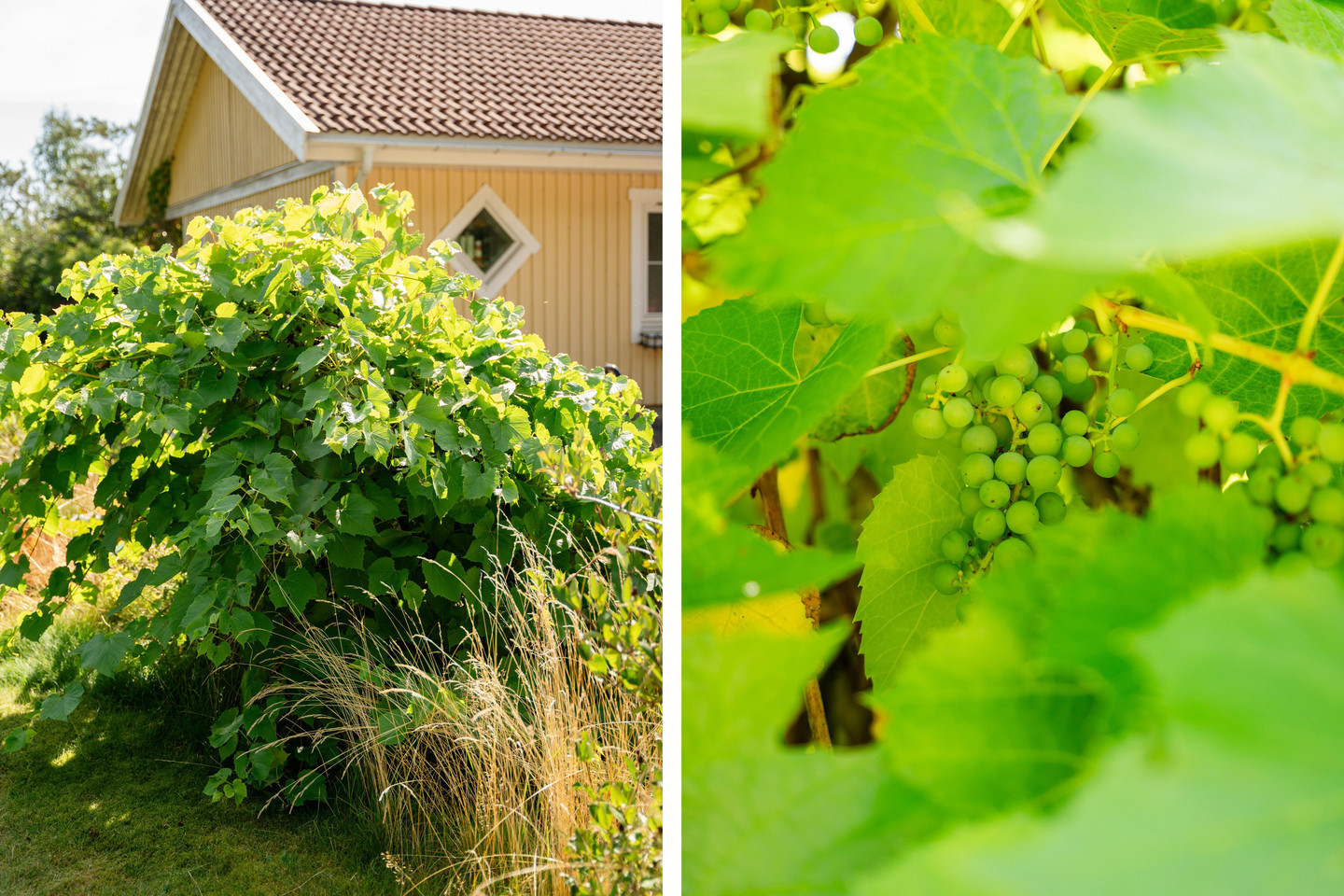 Dottebol Sandåsen – bild 8