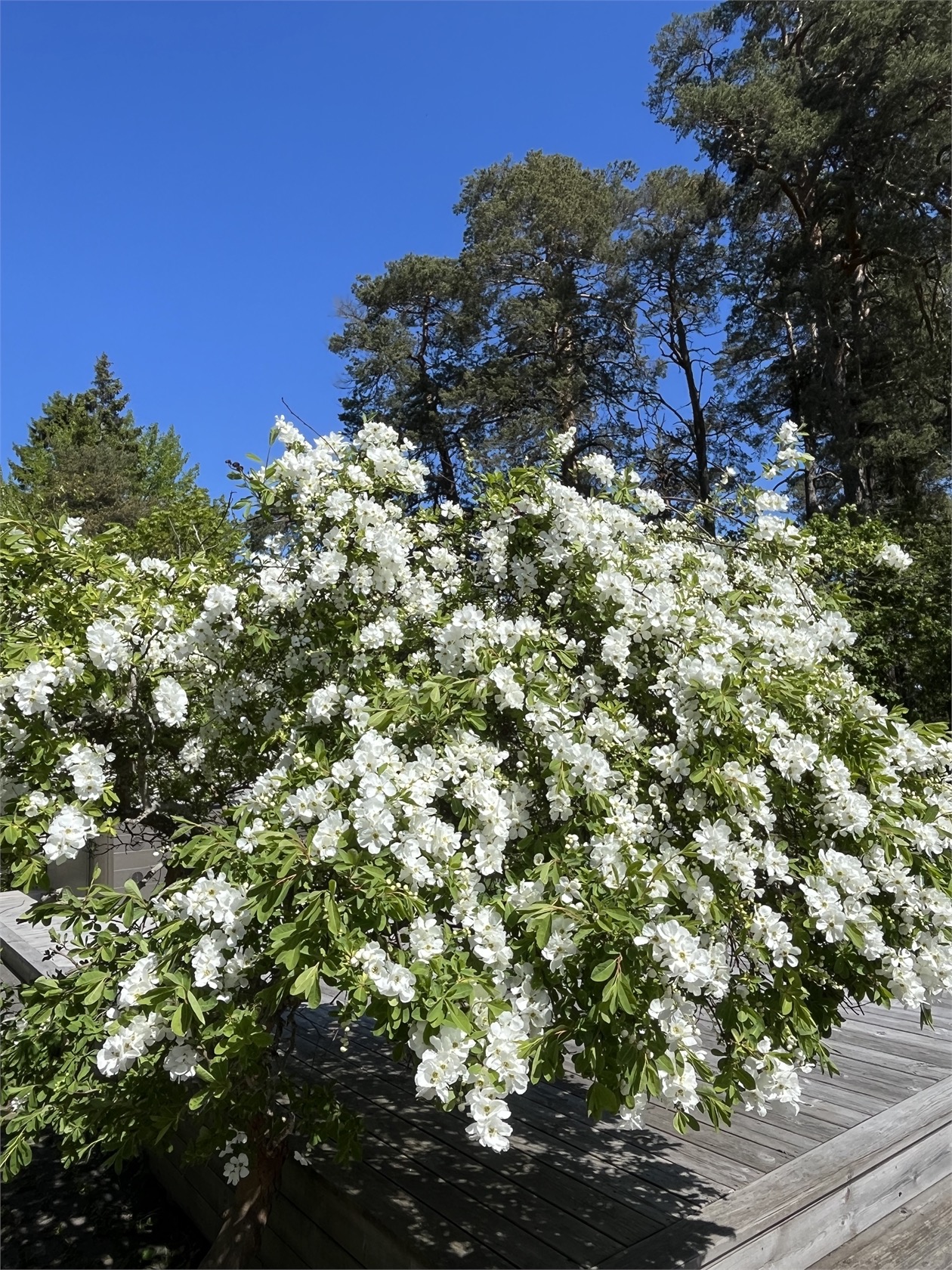 STÅLRINGEN 7 – bild 44