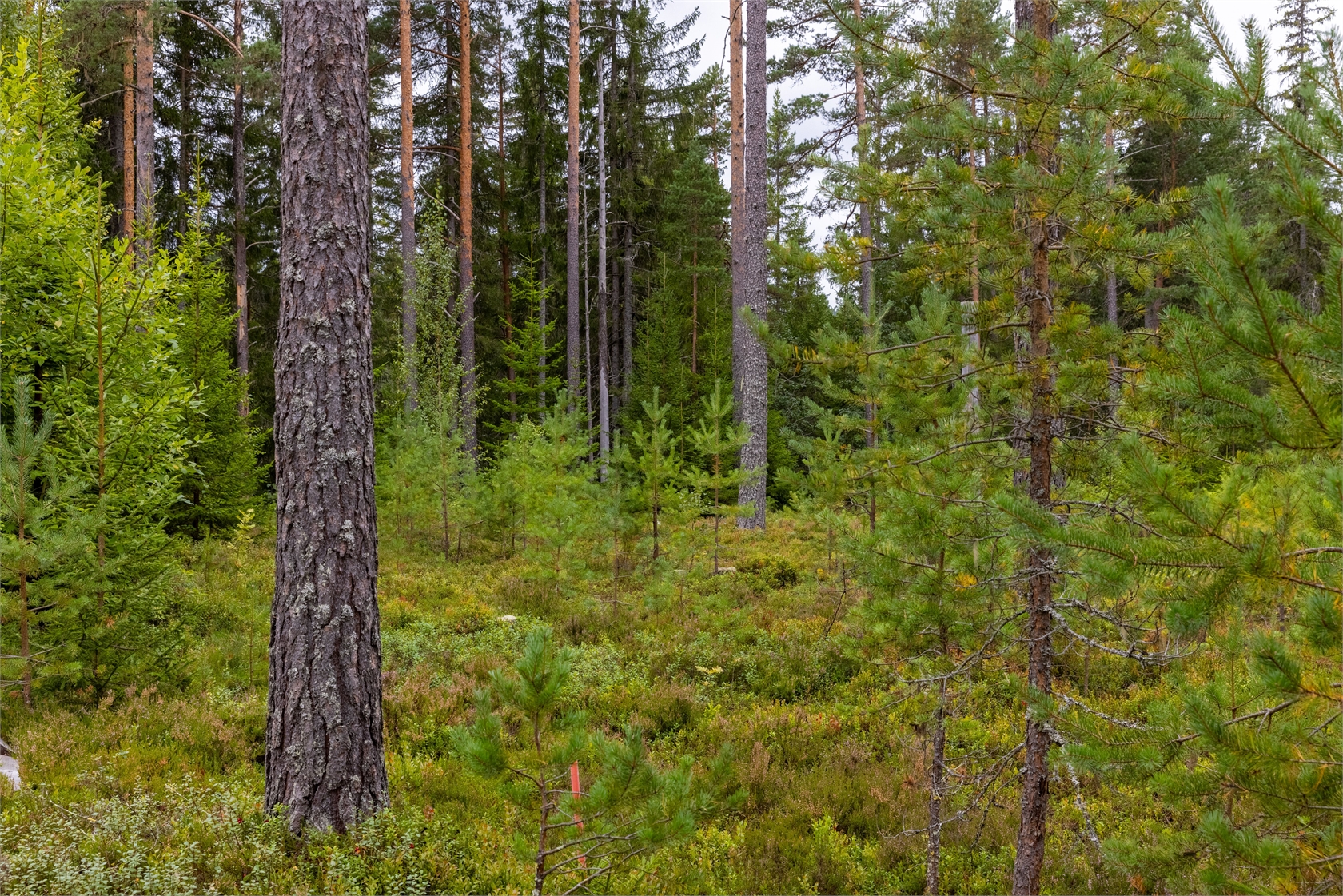 Tomt i Läde – bild 4