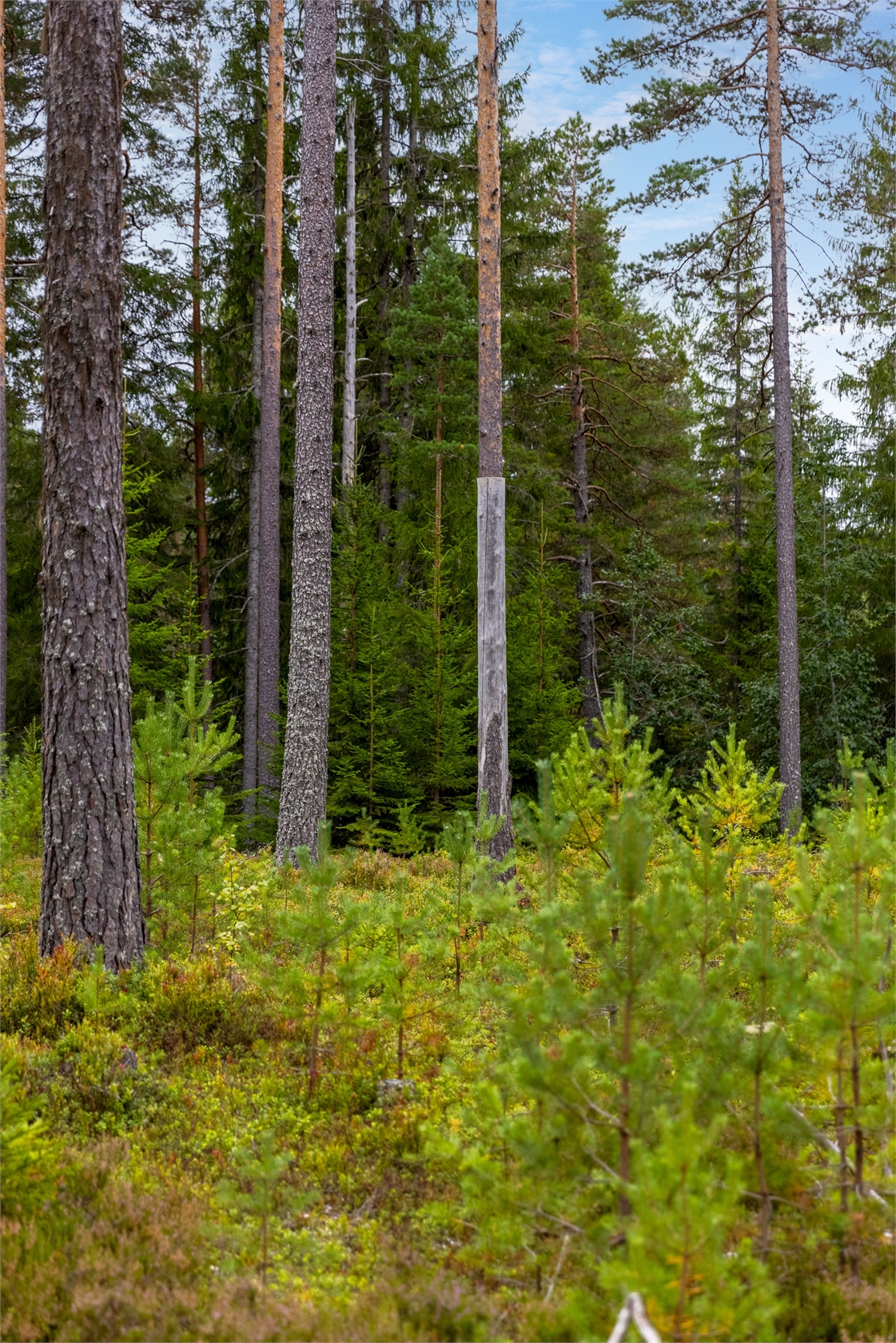 Tomt i Läde – bild 5