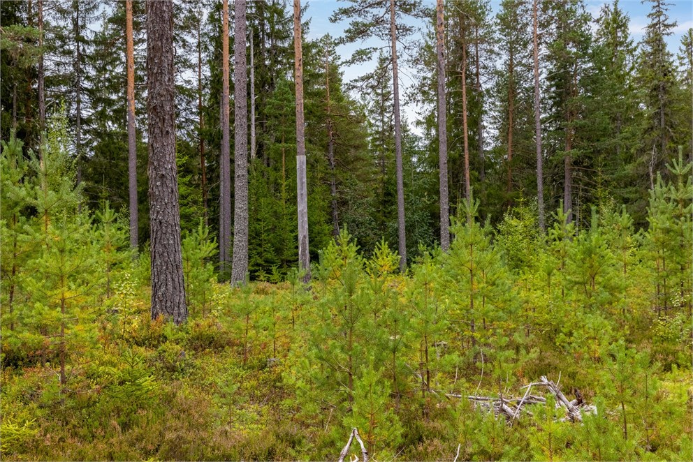 Tomt i Läde
