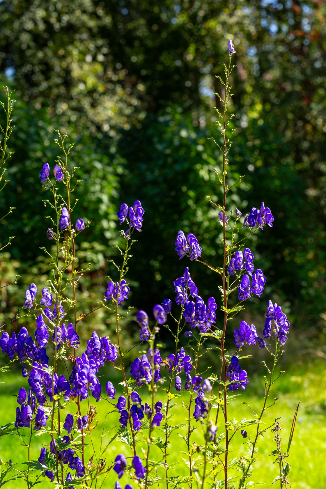 Nyhyttan 588 – bild 16