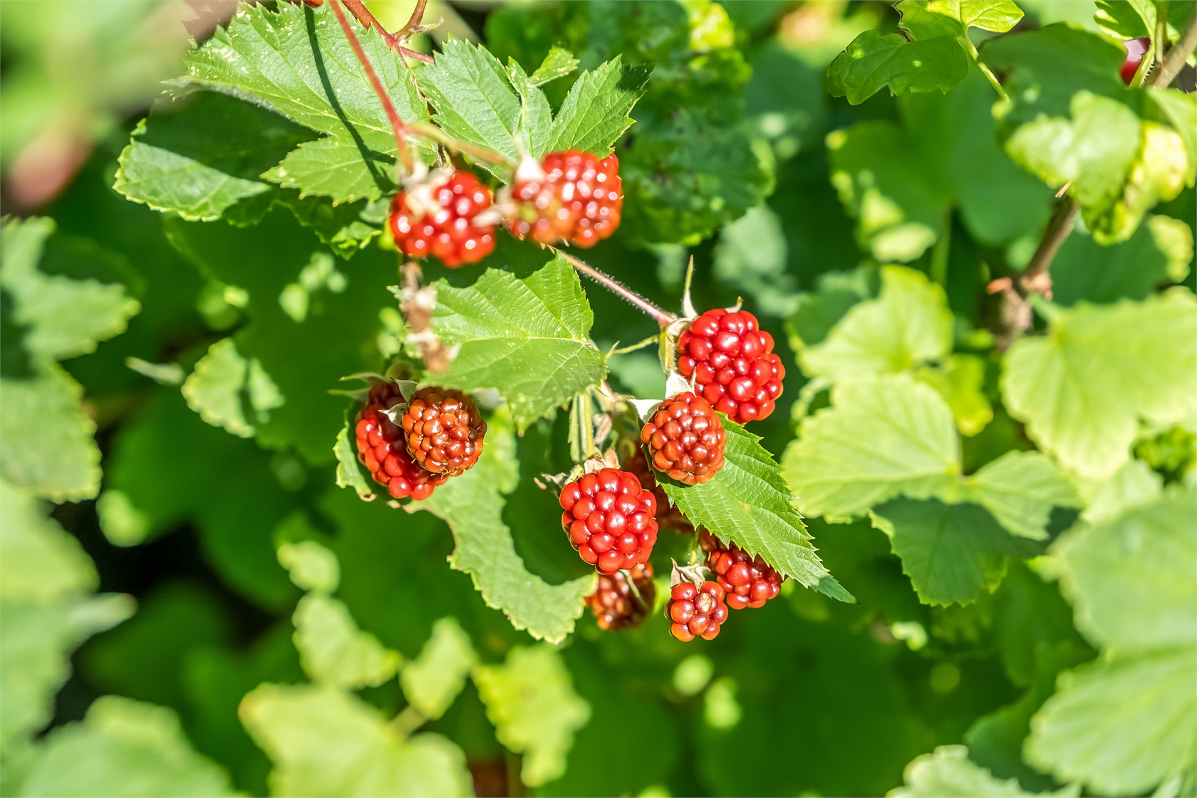 Floravägen 17A – bild 44