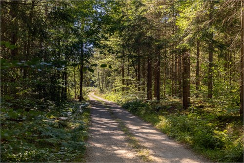 Ulveviken 495