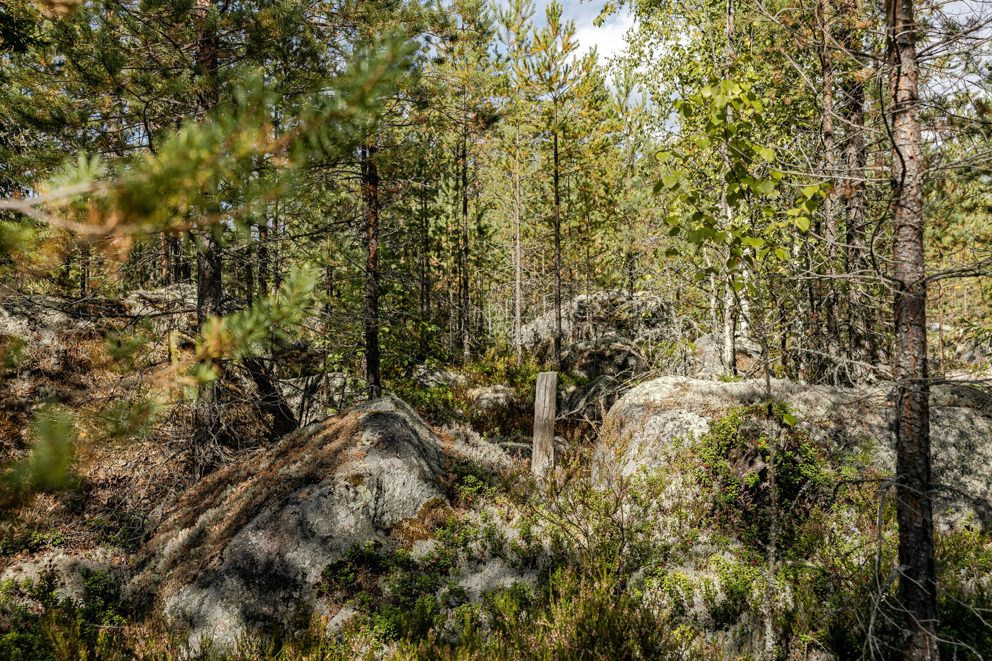 Skog vid Hulen – bild 6