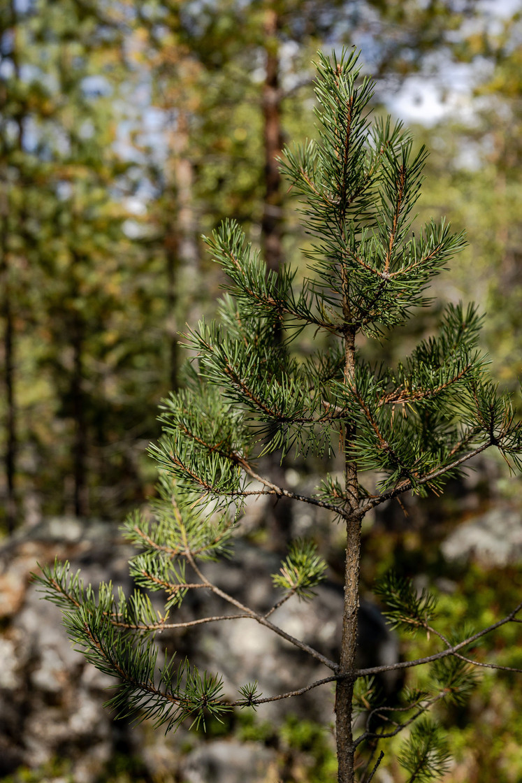 Skog vid Hulen – bild 8