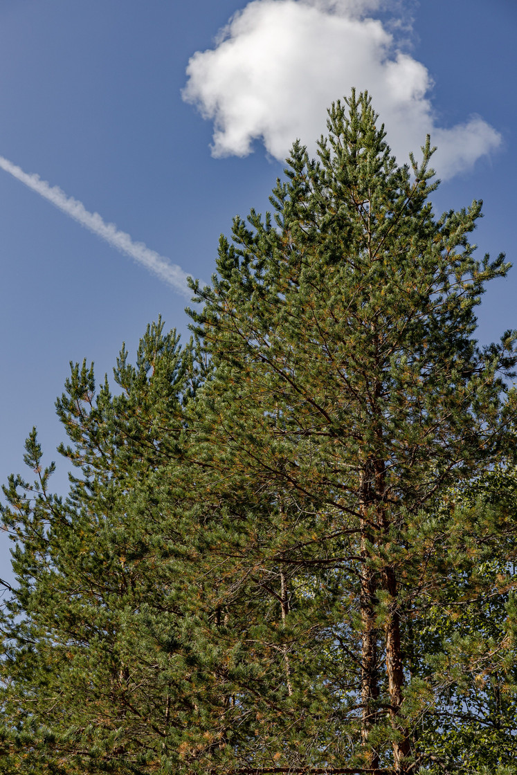 Skog vid Hulen – bild 9