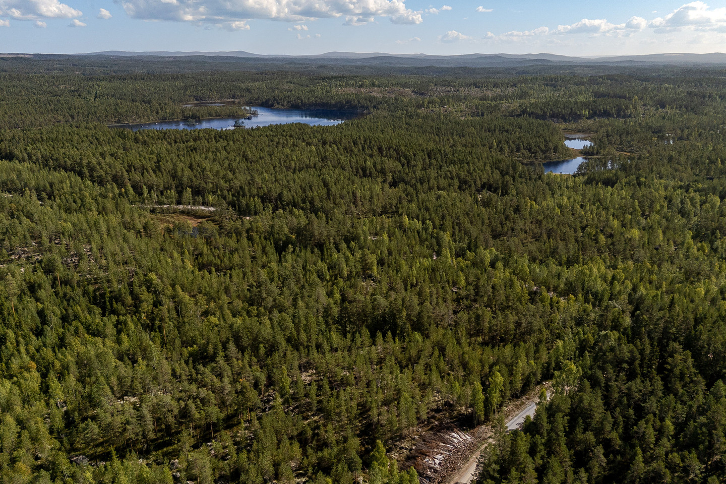 Skog vid Hulen – bild 7