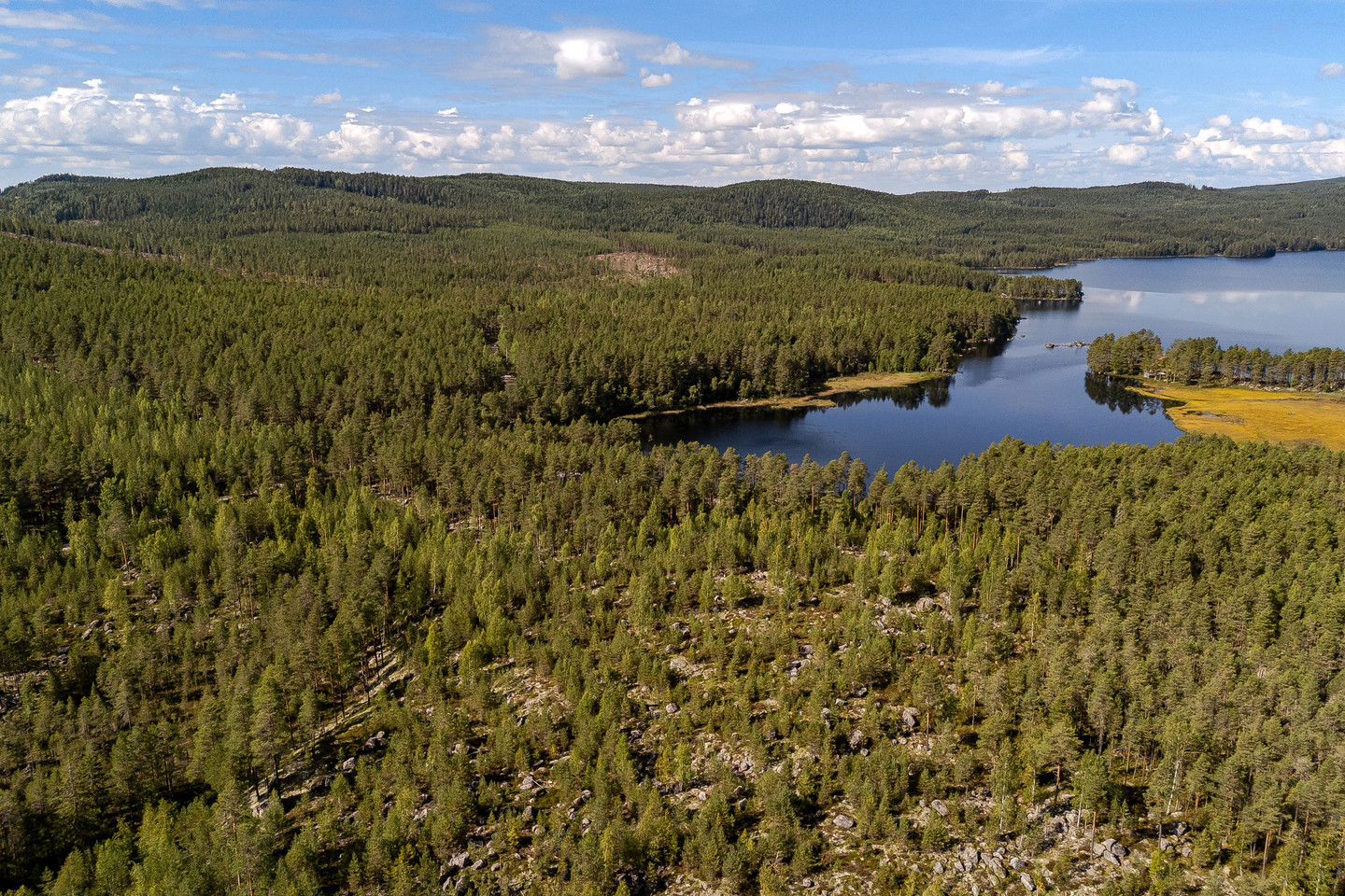 Skog vid Hulen – bild 2