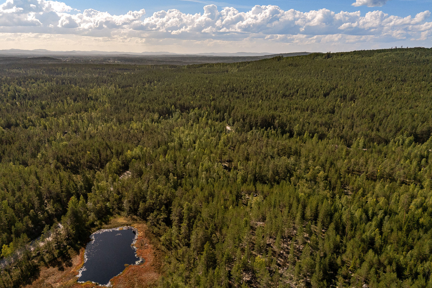 Skog vid Hulen – bild 11