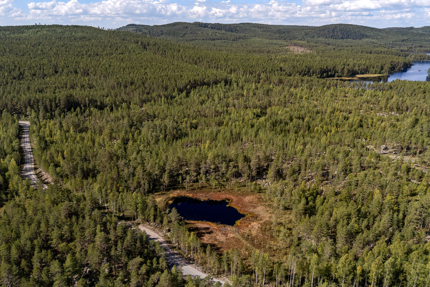 Skog vid Hulen – bild 3