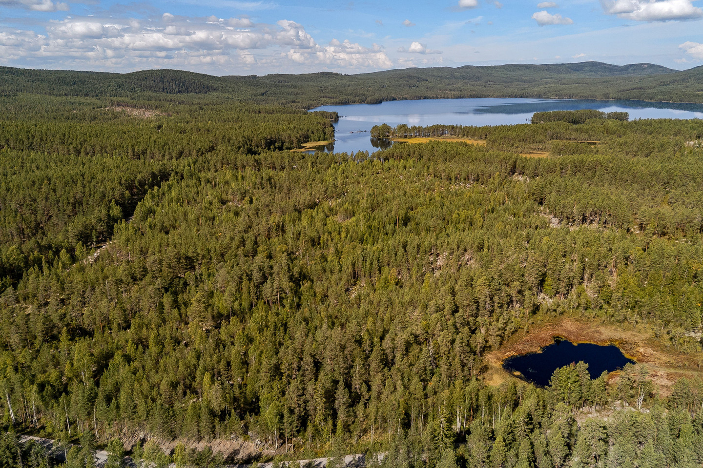 Skog vid Hulen – bild 12